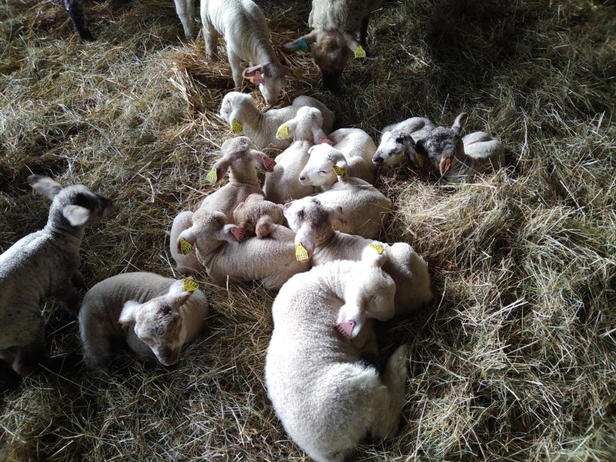 Bergerie Restauree Avec Cheminee, Jardin Clos, Animaux Acceptes - Fr-1-489-13 Sauvagny Dış mekan fotoğraf